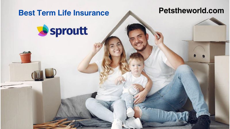 Finding the Best Term Life Insurance Sproutt: How Sproutt Makes it Simple and Personalized